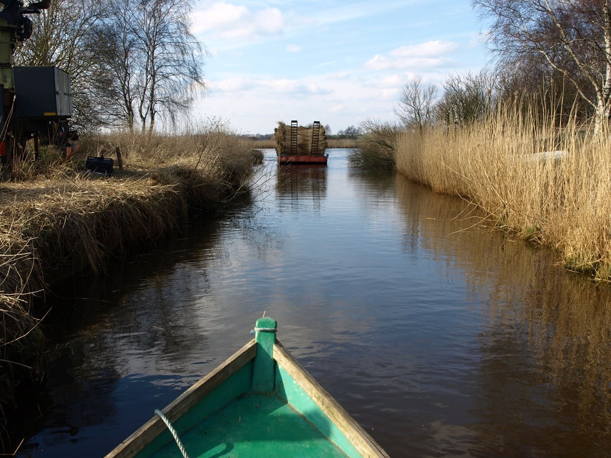 Høst af tagrør langs en kanal