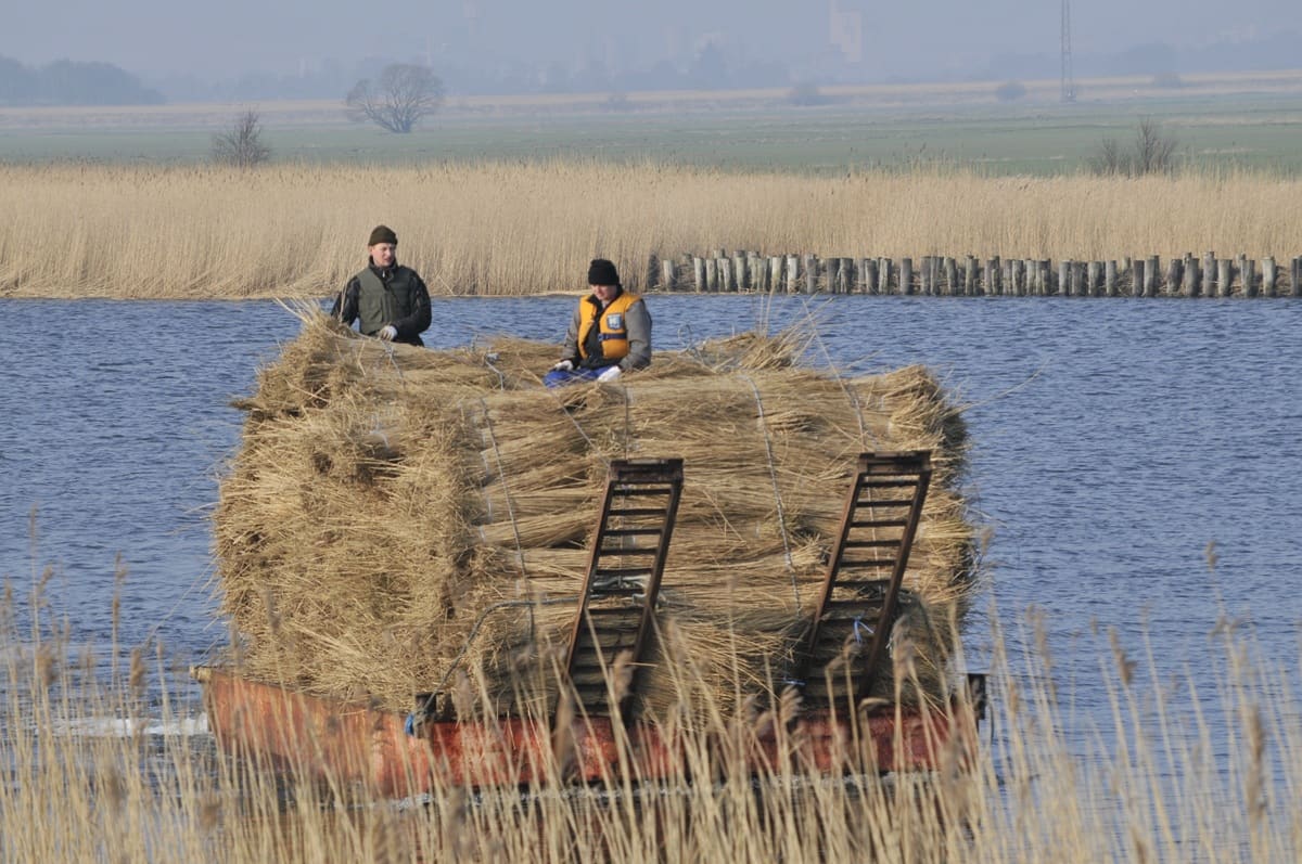 Høst af tagrør ved Randers Fjord