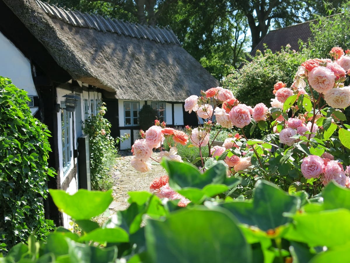 Etnobotanisk studium af stråtage
