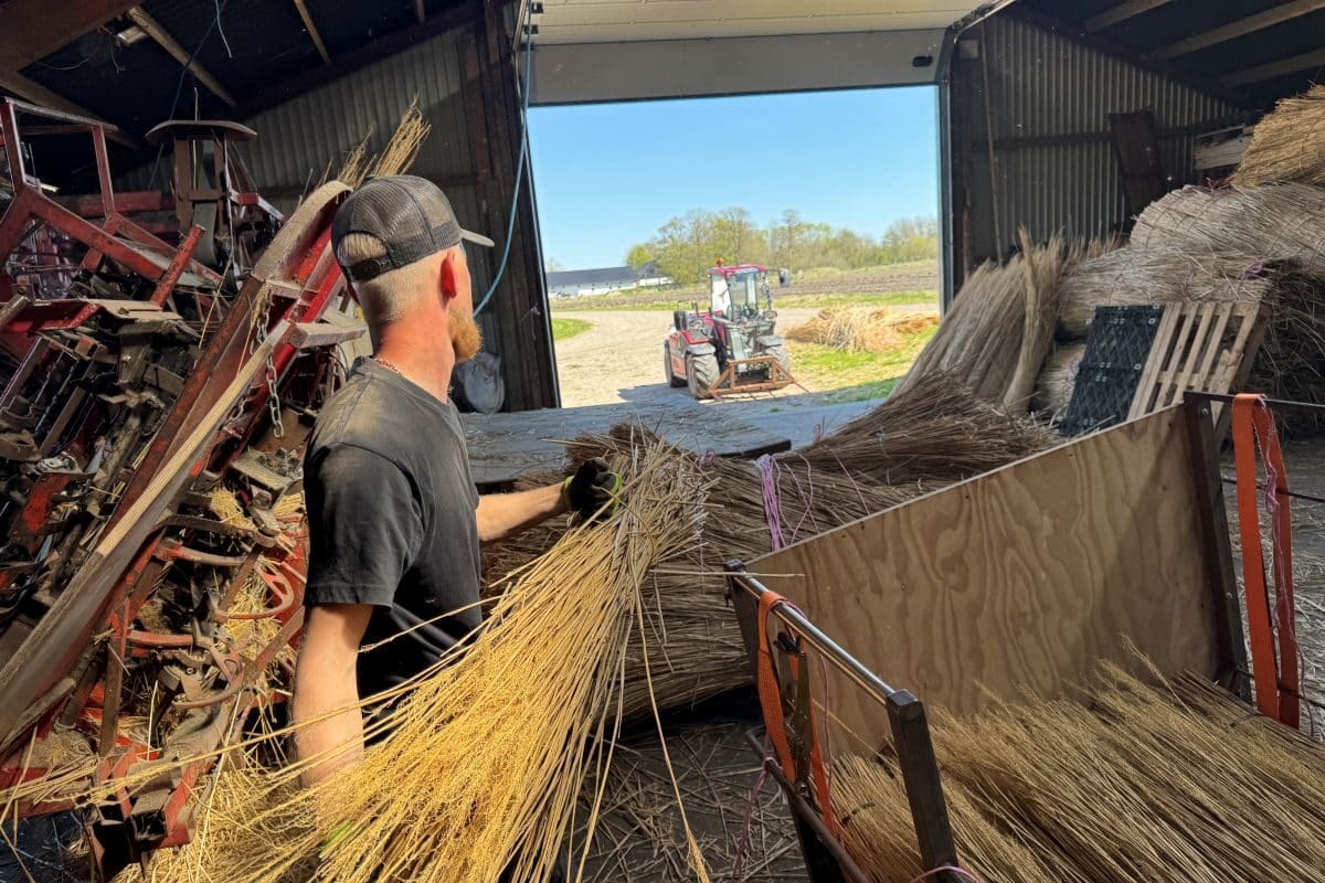 Rensning af tække-miscanthus